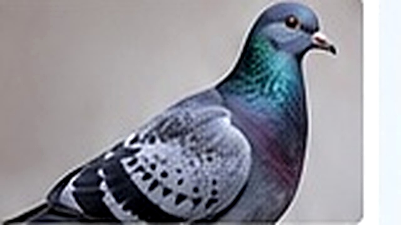 Bird Control pest control in Croydon